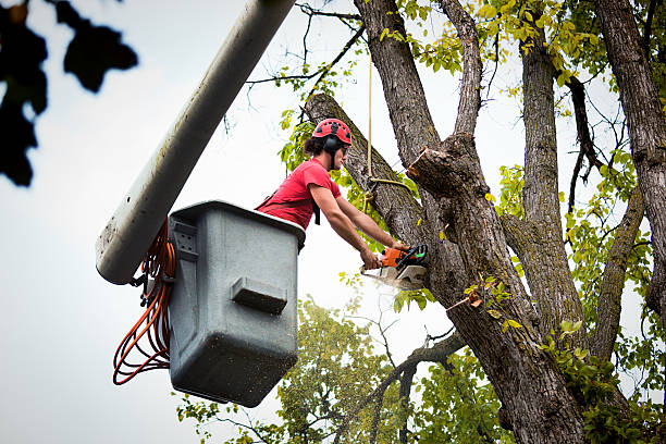 Dead Tree Removal in Lampeter, PA